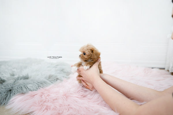 Teacup Maltipoo Female [Nora] - Lowell Teacup Puppies inc