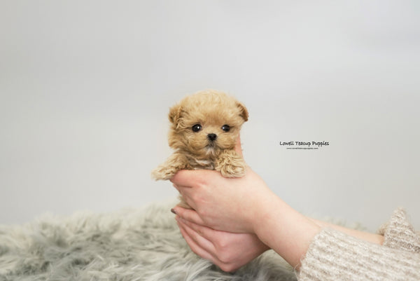 Teacup Maltipoo Female [Daisy] - Lowell Teacup Puppies inc