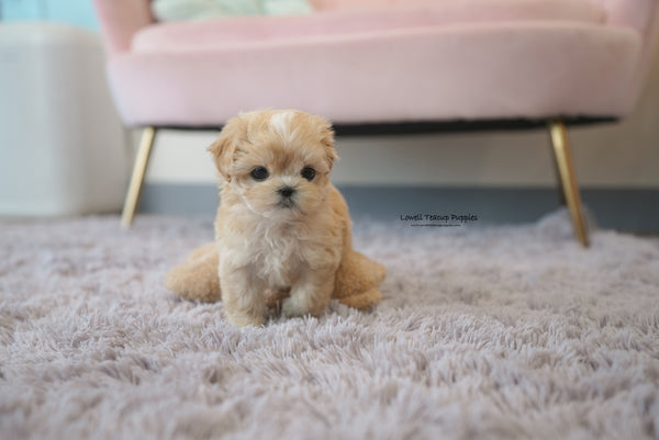 Teacup Maltipoo Female [Mila] - Lowell Teacup Puppies inc