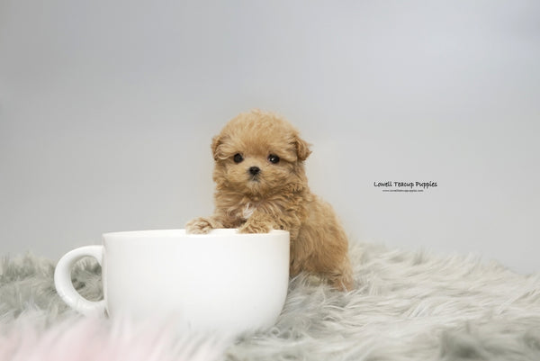 Teacup Maltipoo Female [Daisy] - Lowell Teacup Puppies inc