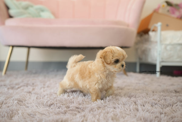 Teacup Maltipoo Female [Mila] - Lowell Teacup Puppies inc