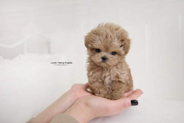 Teacup Maltipoo Male [Hershey] - Lowell Teacup Puppies inc