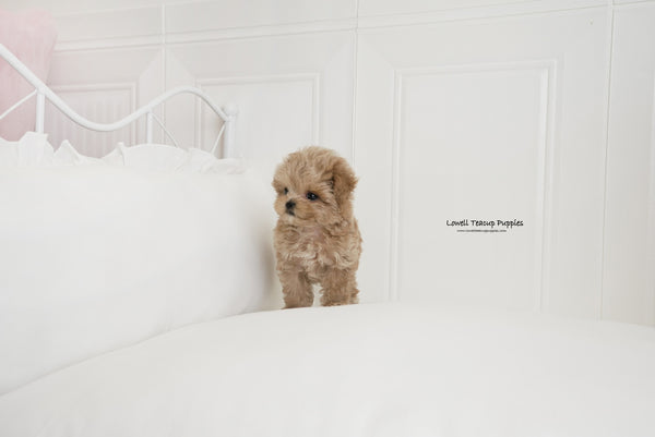 Teacup Maltipoo Male [Hershey] - Lowell Teacup Puppies inc