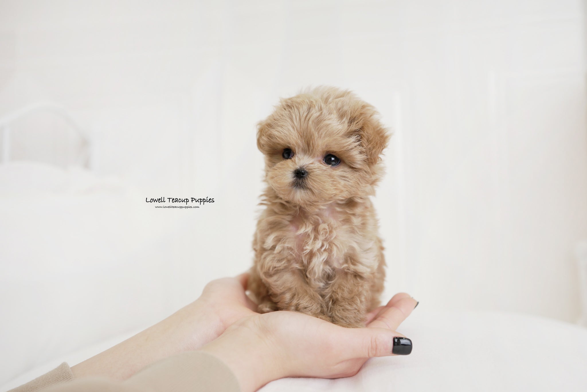 Teacup Maltipoo Male [Hershey] - Lowell Teacup Puppies inc