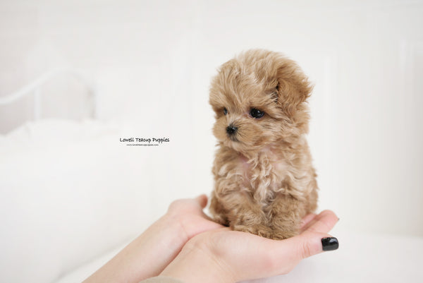 Teacup Maltipoo Male [Hershey] - Lowell Teacup Puppies inc