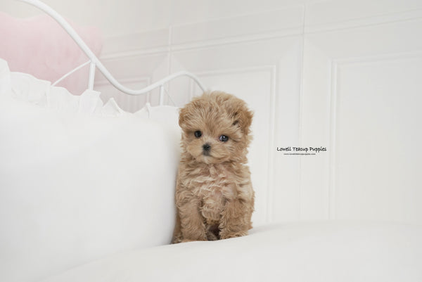 Teacup Maltipoo Male [Hershey] - Lowell Teacup Puppies inc