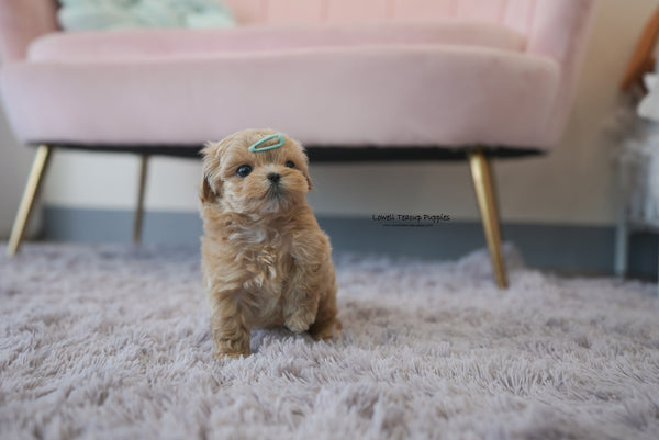 Wallace / Teacup Maltipoo Male [Paco] - Lowell Teacup Puppies inc