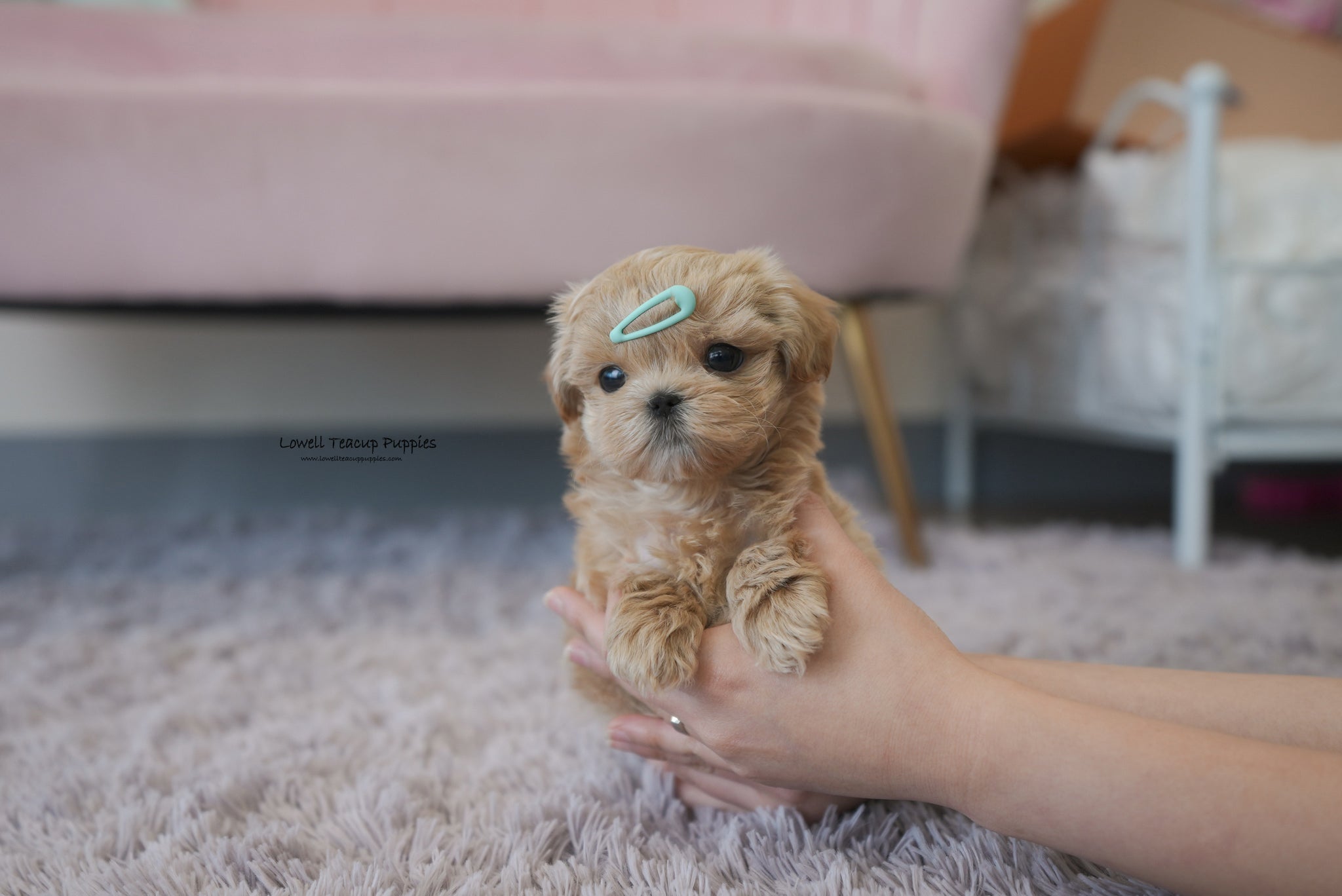 Wallace / Teacup Maltipoo Male [Paco] - Lowell Teacup Puppies inc