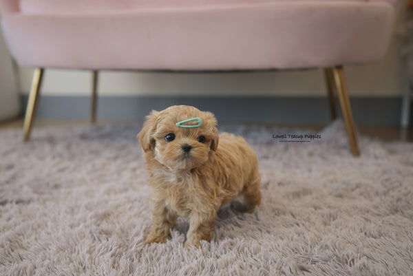 Wallace / Teacup Maltipoo Male [Paco] - Lowell Teacup Puppies inc