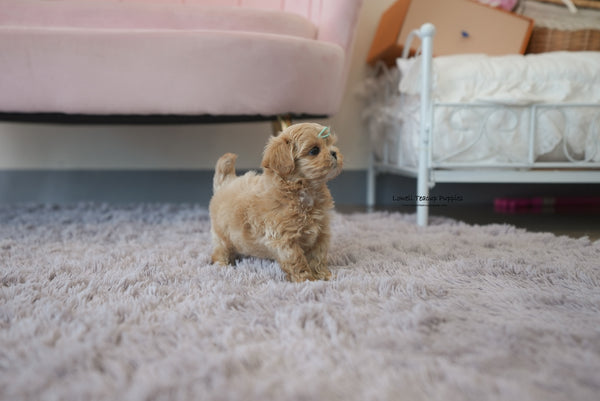 Wallace / Teacup Maltipoo Male [Paco] - Lowell Teacup Puppies inc