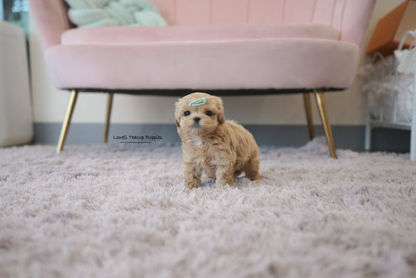 Wallace / Teacup Maltipoo Male [Paco] - Lowell Teacup Puppies inc