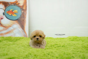 Manuela Yedid / Teacup Maltipoo Female [Mia] - Lowell Teacup Puppies inc