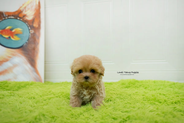 Manuela Yedid / Teacup Maltipoo Female [Mia] - Lowell Teacup Puppies inc