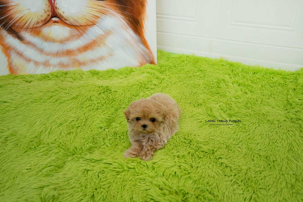 Manuela Yedid / Teacup Maltipoo Female [Mia]