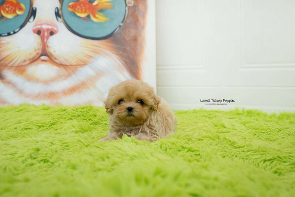 Manuela Yedid / Teacup Maltipoo Female [Mia]