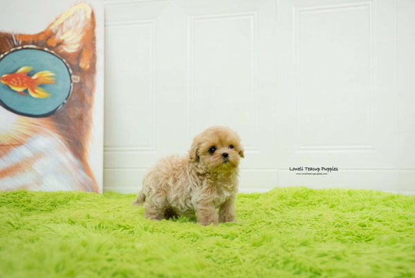 Manuela Yedid / Teacup Maltipoo Female [Mia]