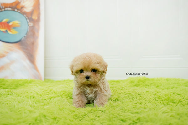 Manuela Yedid / Teacup Maltipoo Female [Mia] - Lowell Teacup Puppies inc