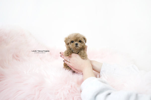 Rachael / Teacup Maltipoo Female [Hani] - Lowell Teacup Puppies inc