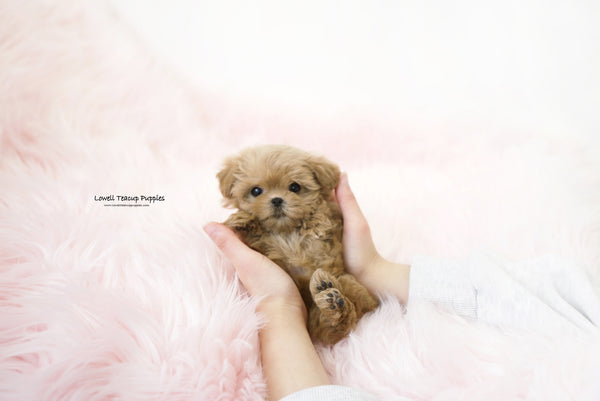 Rachael / Teacup Maltipoo Female [Hani] - Lowell Teacup Puppies inc
