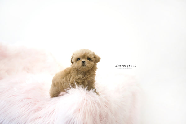 Rachael / Teacup Maltipoo Female [Hani] - Lowell Teacup Puppies inc
