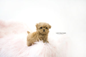 Rachael / Teacup Maltipoo Female [Hani] - Lowell Teacup Puppies inc