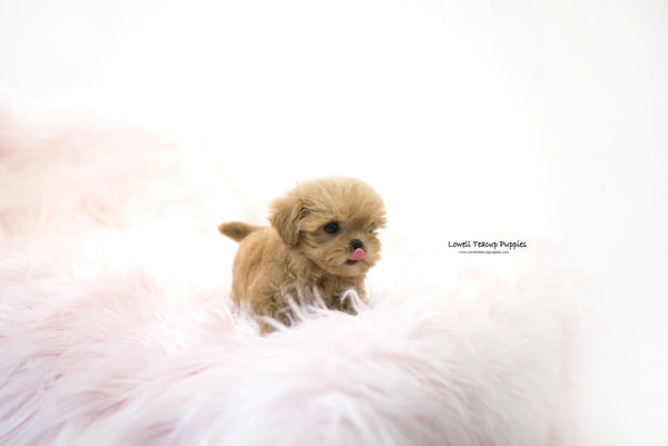 Rachael / Teacup Maltipoo Female [Hani] - Lowell Teacup Puppies inc