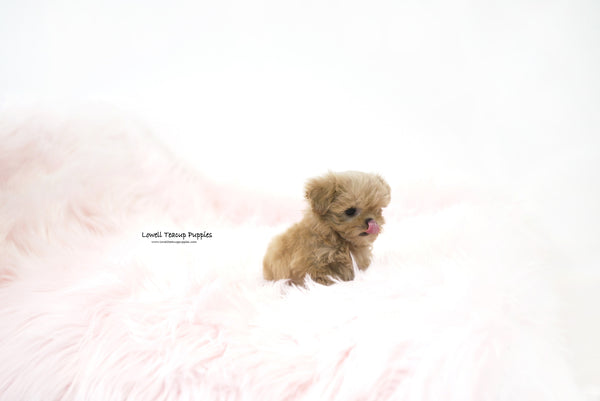 Rachael / Teacup Maltipoo Female [Hani] - Lowell Teacup Puppies inc