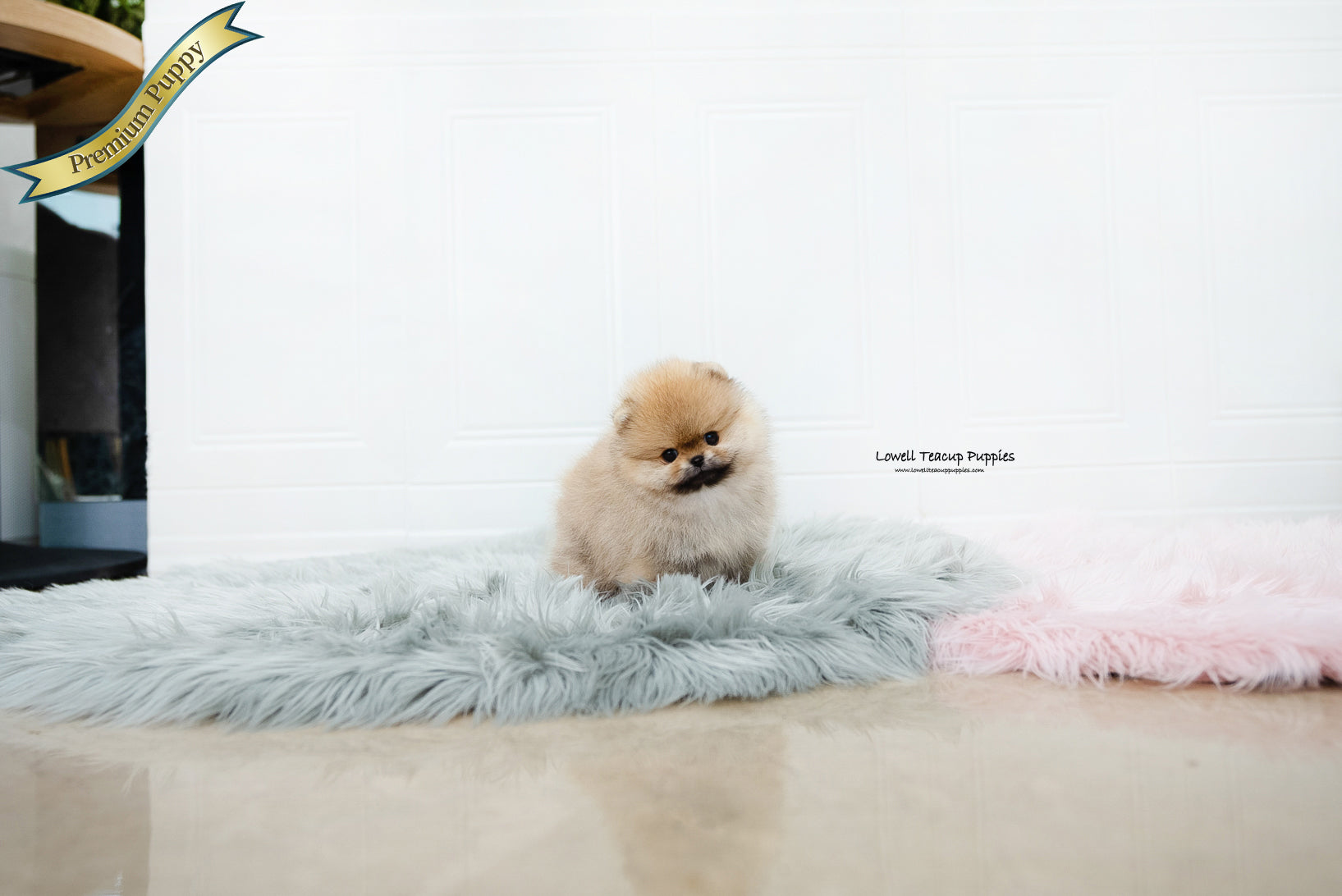 Teacup Pomeranian Female [Nessa] - Lowell Teacup Puppies inc