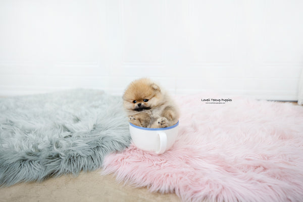 Teacup Pomeranian Female [Nessa] - Lowell Teacup Puppies inc
