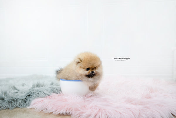 Teacup Pomeranian Female [Nessa] - Lowell Teacup Puppies inc