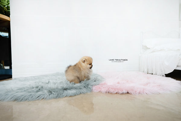 Teacup Pomeranian Female [Nessa] - Lowell Teacup Puppies inc