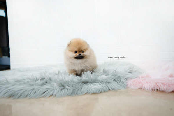 Teacup Pomeranian Female [Nessa] - Lowell Teacup Puppies inc