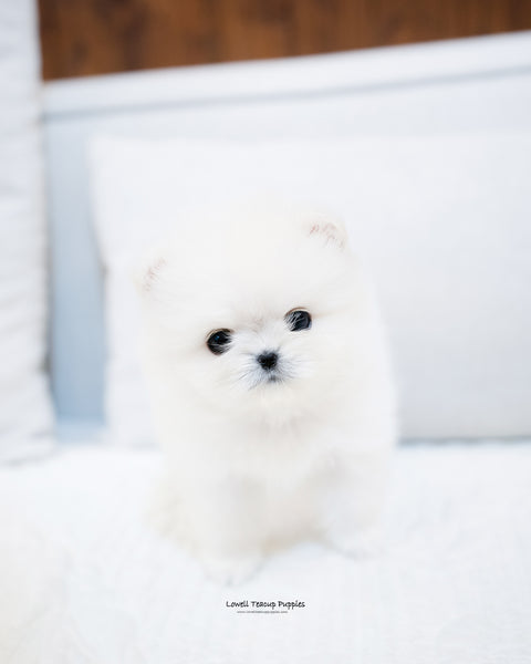 Teacup Pomeranian Female [Irene] - Lowell Teacup Puppies inc