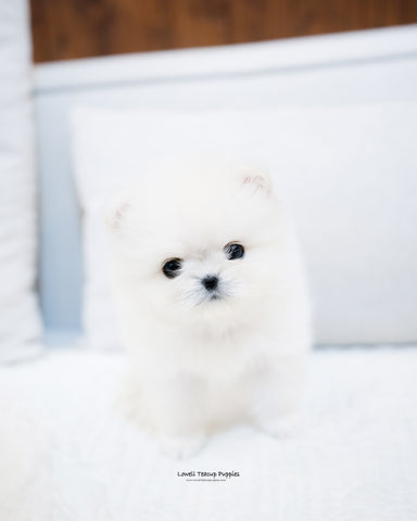 Teacup Pomeranian Female [Irene] - Lowell Teacup Puppies inc