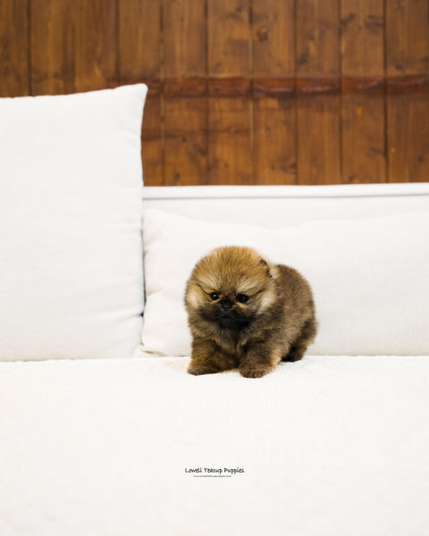 Teacup Pomeranian Female [Grace] - Lowell Teacup Puppies inc