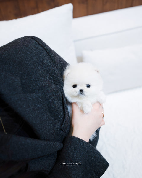 Teacup Pomeranian Female [Irene] - Lowell Teacup Puppies inc