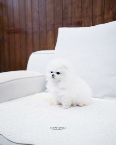 Teacup Pomeranian Male [Edgar] - Lowell Teacup Puppies inc