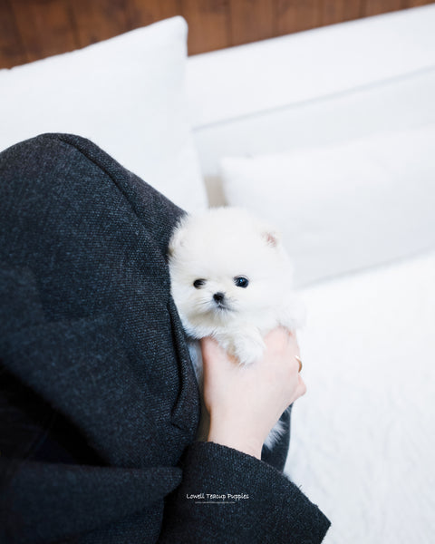 Teacup Pomeranian Female [Irene] - Lowell Teacup Puppies inc