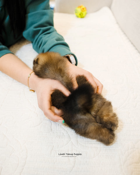 Teacup Pomeranian Female [Grace] - Lowell Teacup Puppies inc
