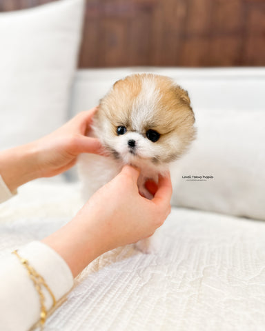 Teacup Pomeranian Male [Robin]