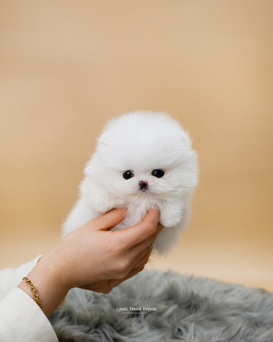 Teacup Pomeranian Male [Matthew] - Lowell Teacup Puppies inc