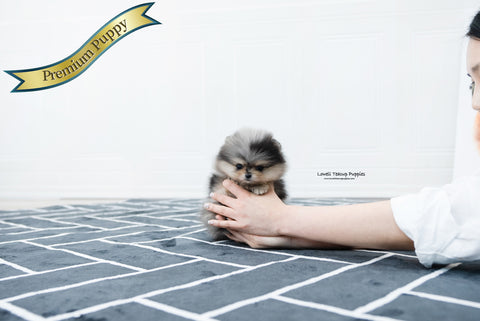 Teacup Pomeranian Male [Felix] - Lowell Teacup Puppies inc