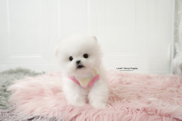 yeong Lim / Teacup Pomeranian Female [Lyn] - Lowell Teacup Puppies inc