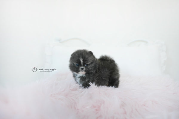 Olivia / Teacup Pomeranian Female [Violet] - Lowell Teacup Puppies inc