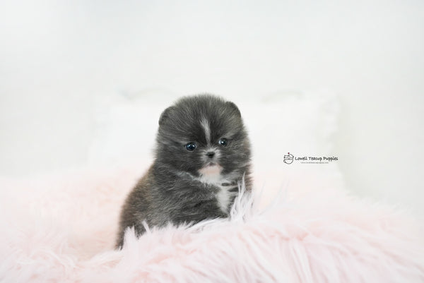 Olivia / Teacup Pomeranian Female [Violet] - Lowell Teacup Puppies inc