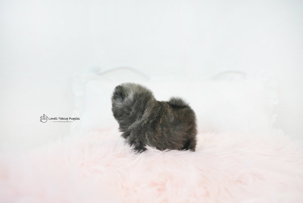 Olivia / Teacup Pomeranian Female [Violet] - Lowell Teacup Puppies inc