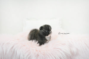 Olivia / Teacup Pomeranian Female [Violet] - Lowell Teacup Puppies inc