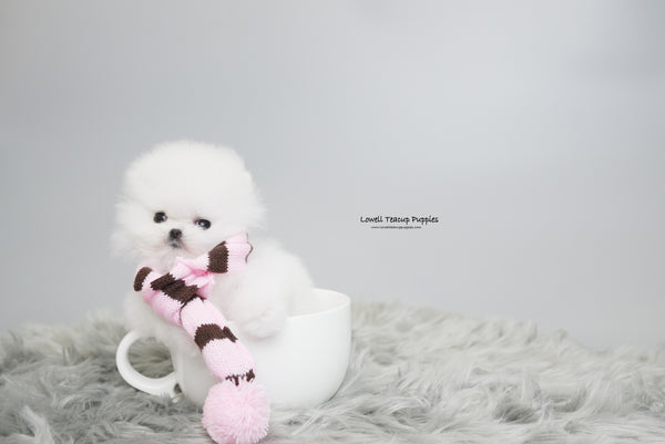 Mascolo / Teacup Pomeranian Female [Vera] - Lowell Teacup Puppies inc
