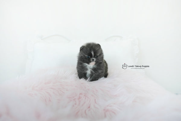 Olivia / Teacup Pomeranian Female [Violet] - Lowell Teacup Puppies inc
