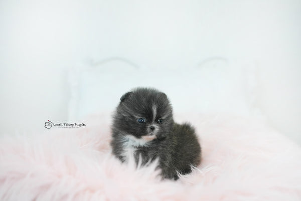 Olivia / Teacup Pomeranian Female [Violet] - Lowell Teacup Puppies inc